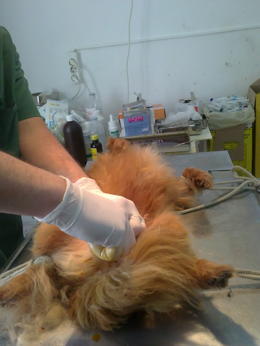 Sterilizare câini/foto: Pet Hope